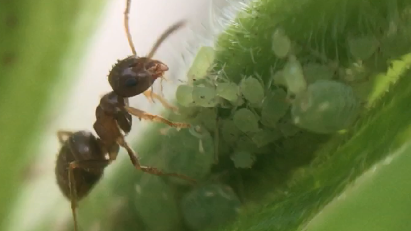 Lasius neoniger tending aphids