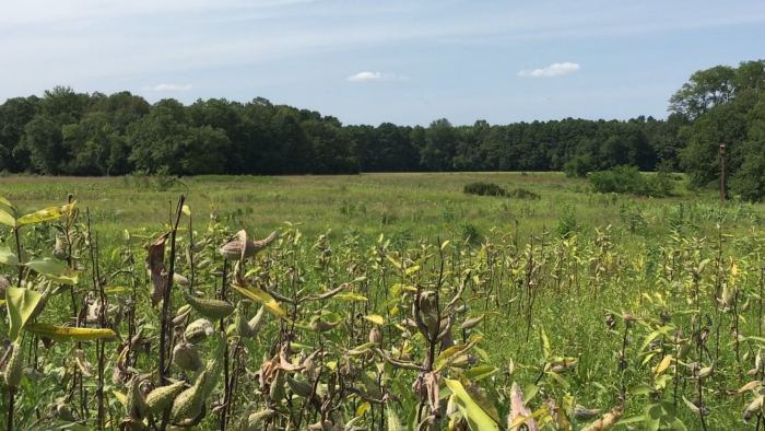 Turkey Swamp Field