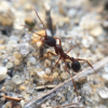 Aphaenogaster sp.