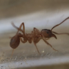 Trachymyrmex septentrionalis