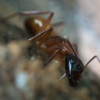 Camponotus americanus