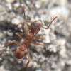 Trachymyrmex septentrionalis