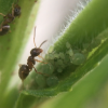Lasius neoniger tending aphids