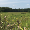 Turkey Swamp Field