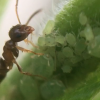 Lasius neoniger tending aphids