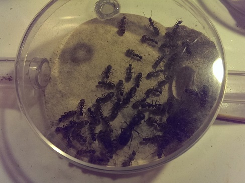 Camponotus modoc 2017-08-10 Camponotus modoc 2017-08-10