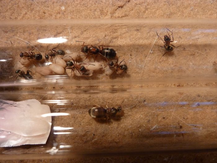 unknown ant queen + Formica rufibarbis 2
