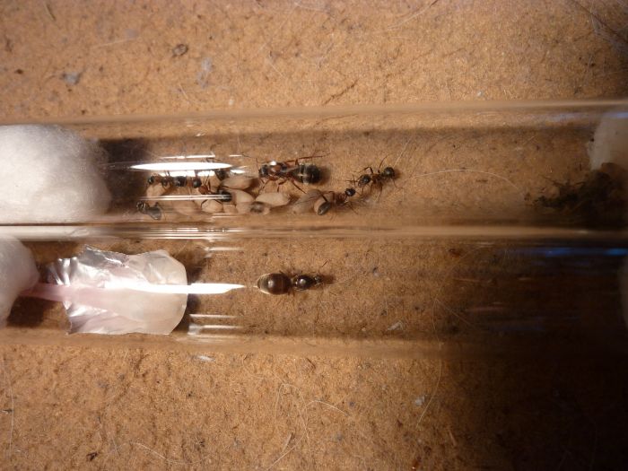 unknown ant queen + Formica rufibarbis 1