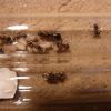 unknown ant queen + Formica rufibarbis 2