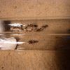 unknown ant queen + Formica rufibarbis 1