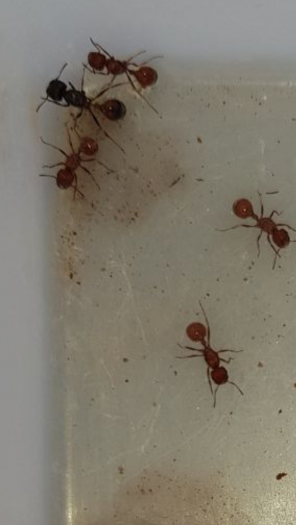 Pogonomyrmex queens zoomed