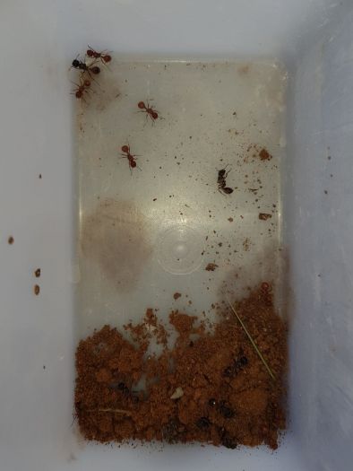 Pogonomyrmex queens