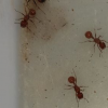 Pogonomyrmex queens zoomed