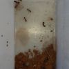 Pogonomyrmex queens