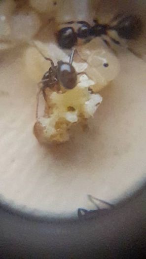 Messor barbarus ant eating bread 2