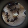 Messor barbarus ant eating bread 3