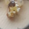 Messor barbarus ant eating bread 2