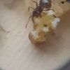 Messor barbarus ant eating bread