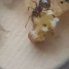 Messor barbarus ant eating bread