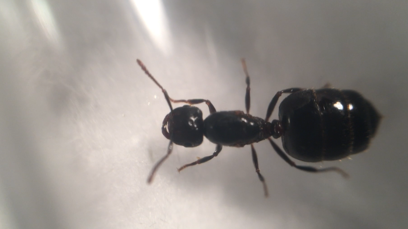 New Crematogaster sp. Queen!