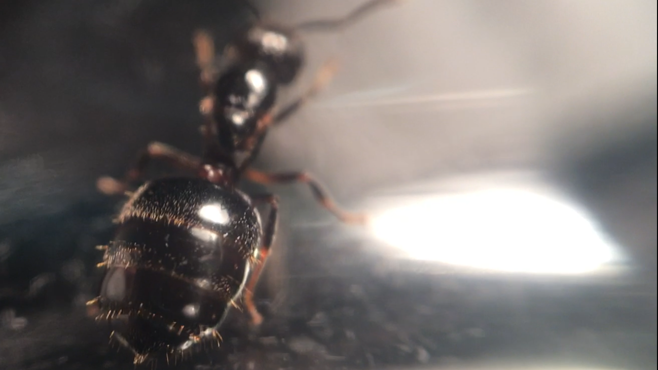 Crematogaster sp. (Gaster)