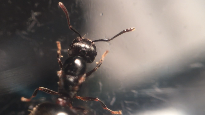 Crematogaster sp. (Head)