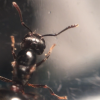 Crematogaster sp. (Head)