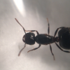 New Crematogaster sp. Queen!