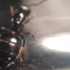 Crematogaster sp. (Gaster)