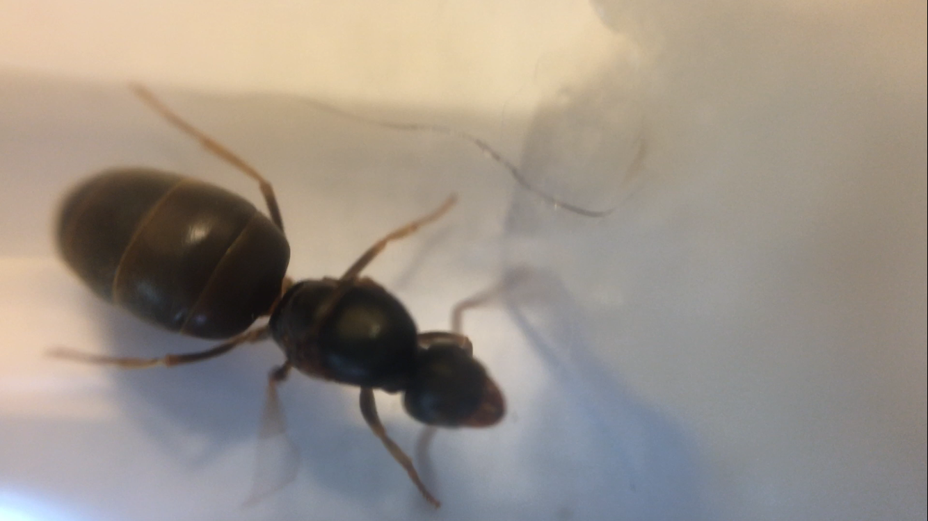 Lasius Queen