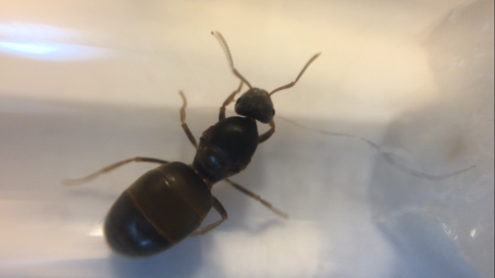 Lasius Queen