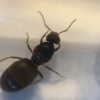 Lasius Queen