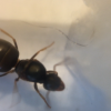 Lasius Queen