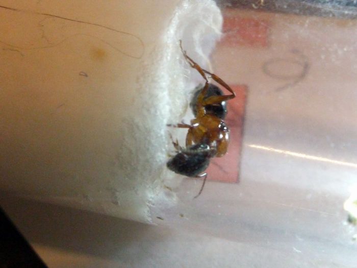 Camponotus nearcticus