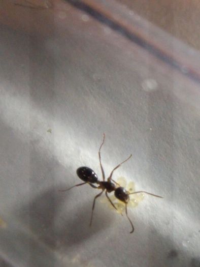 Camponotus nearcticus