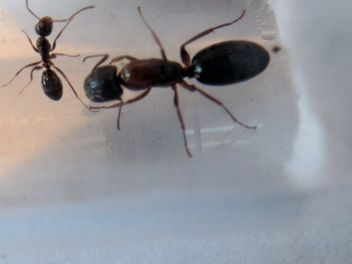 Camponotus nearcticus