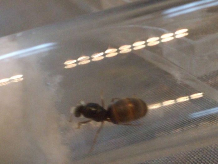 Lasius Queen