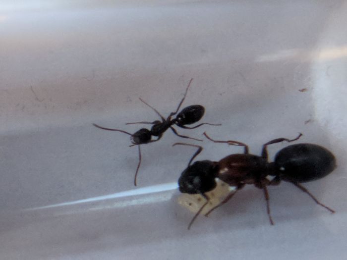 Camponotus nearcticus