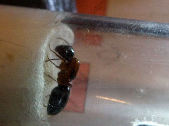 Camponotus nearcticus