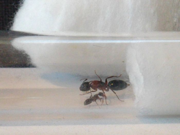 Camponotus nearcticus