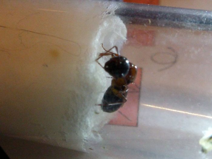 Camponotus nearcticus