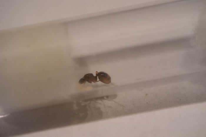 Aphaenogaster queen 1