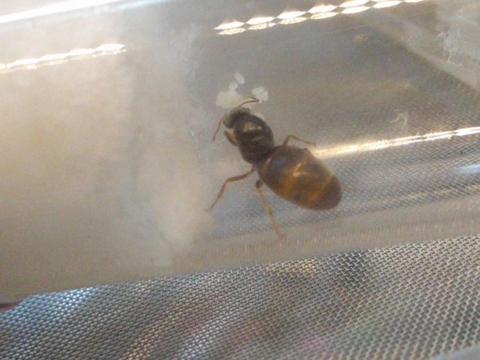 Lasius Queen