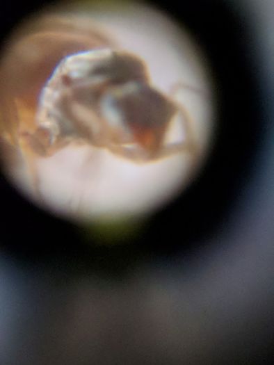 Lasius queen fron:side view thorax focus