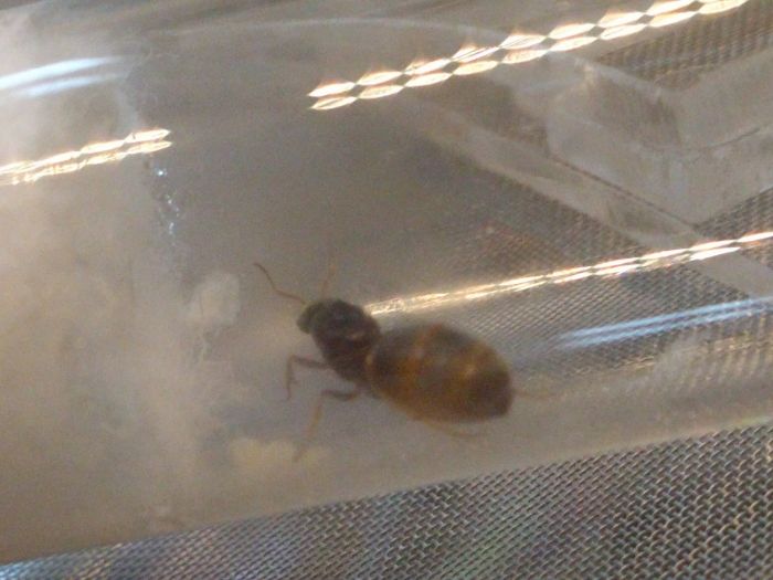 Lasius Queen