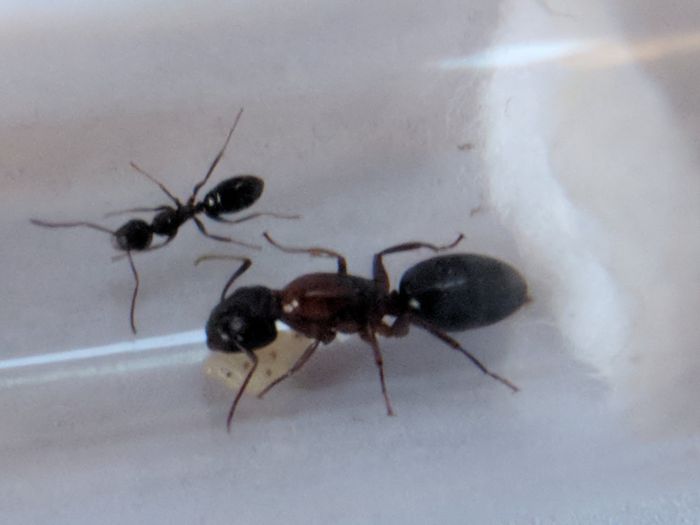 Camponotus nearcticus