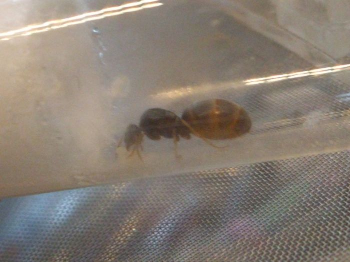 Lasius Queen