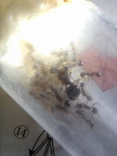 Aphaenogaster rudis 4