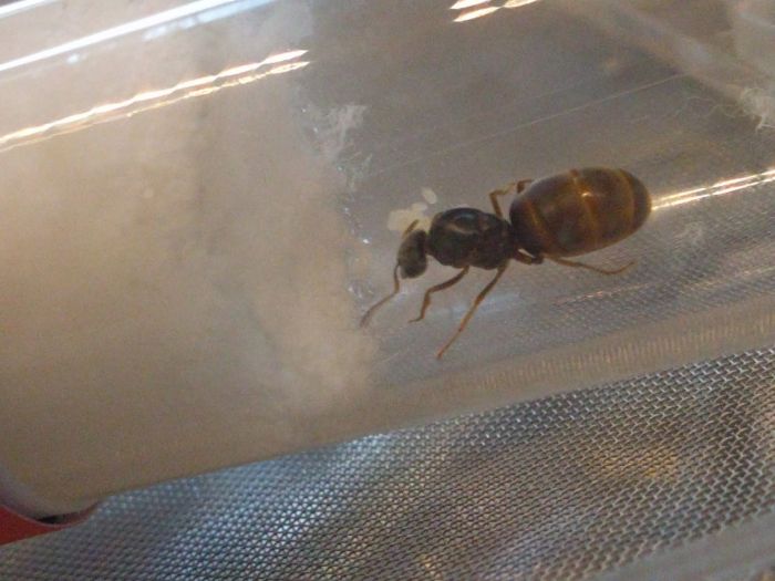 Lasius Queen