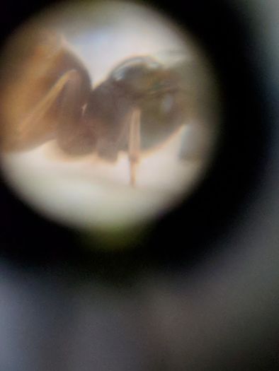 Lasius queen gaster&thorax